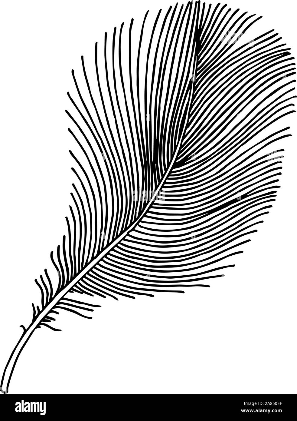 Vector bird feather from wing isolated. Black and white engraved ink ...