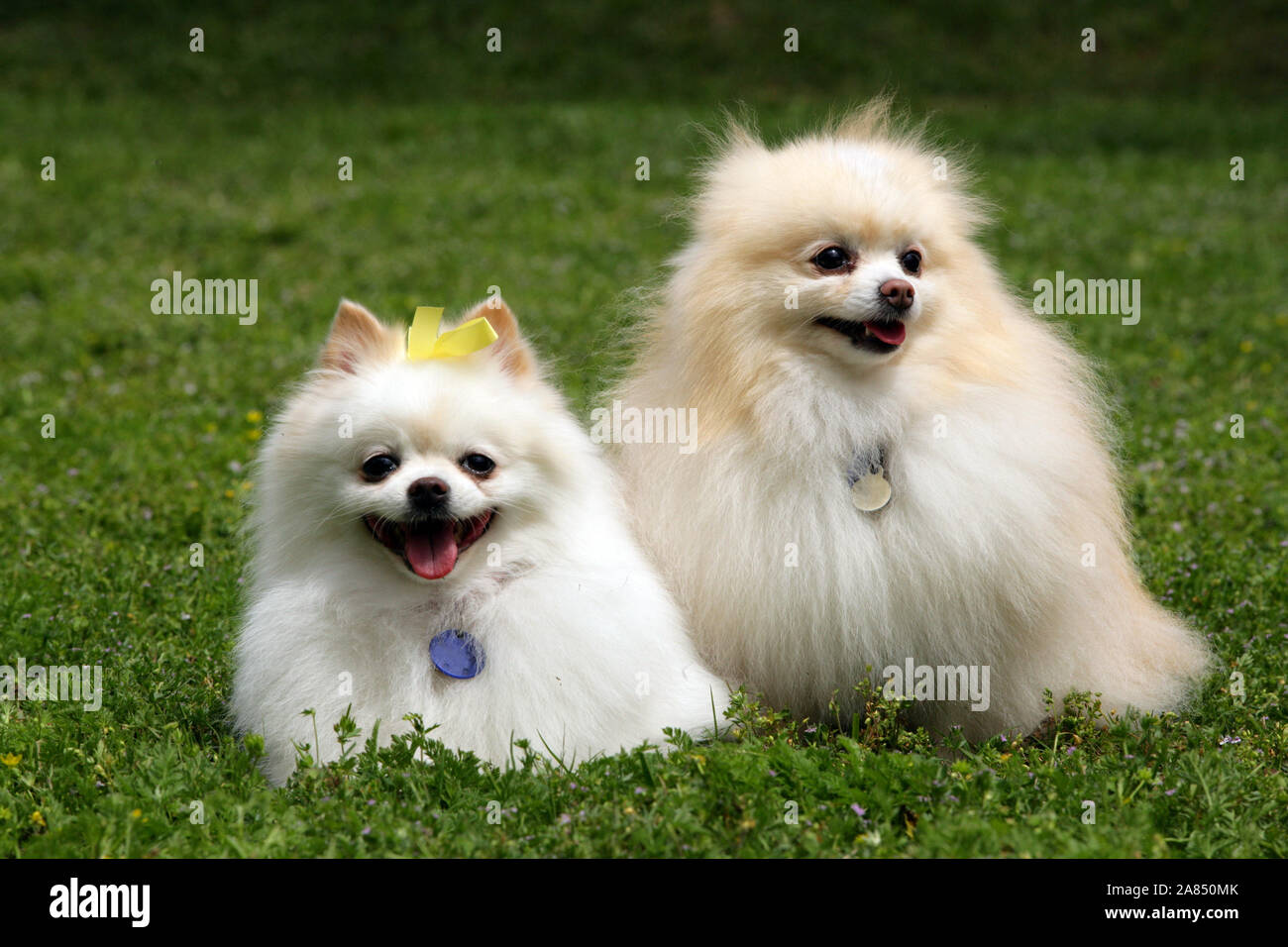 Page 10 - Spitz Running High Resolution Stock Photography and Images - Alamy
