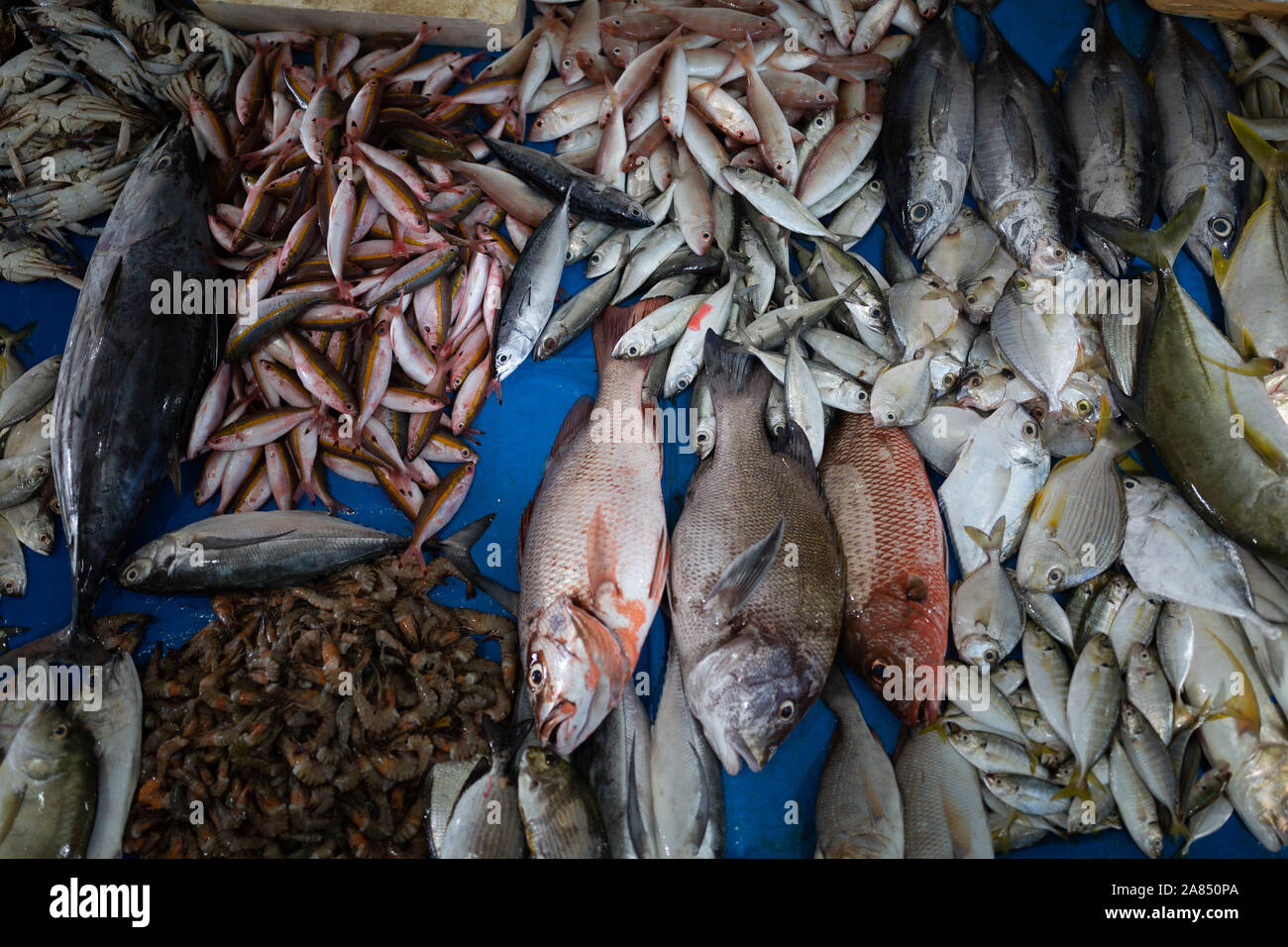 Fish Market Trincomalee Sri Lanka Stock Photo