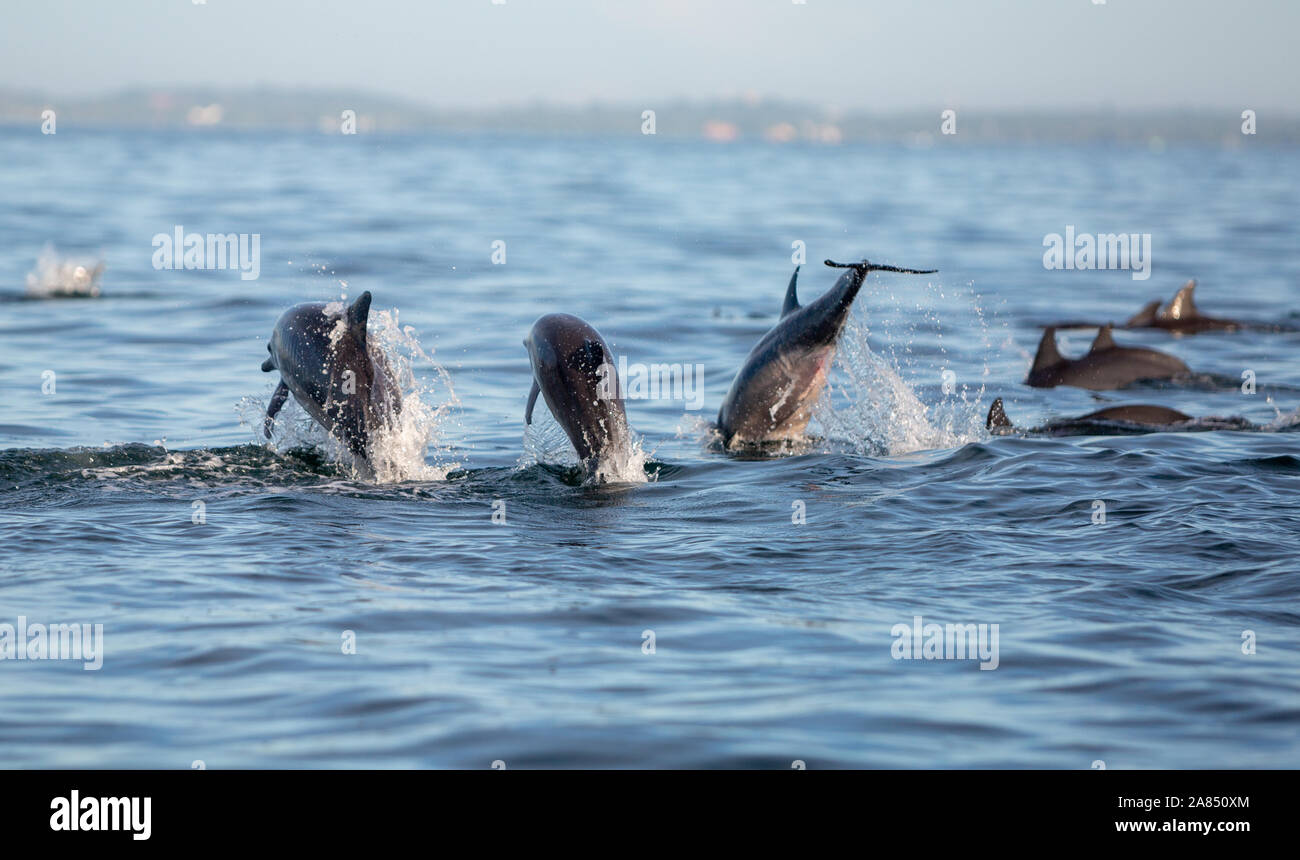 Dolphins swimming off the coast of Trincomalee Sri Lanka Stock Photo