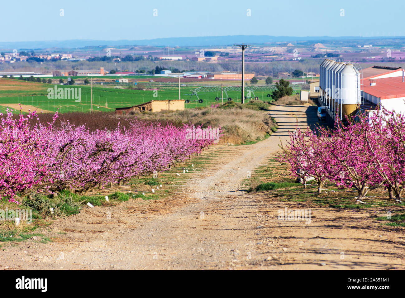 View of a farm between pink peach tree in bloom. Pink and white delicate flowers. Stock Photo