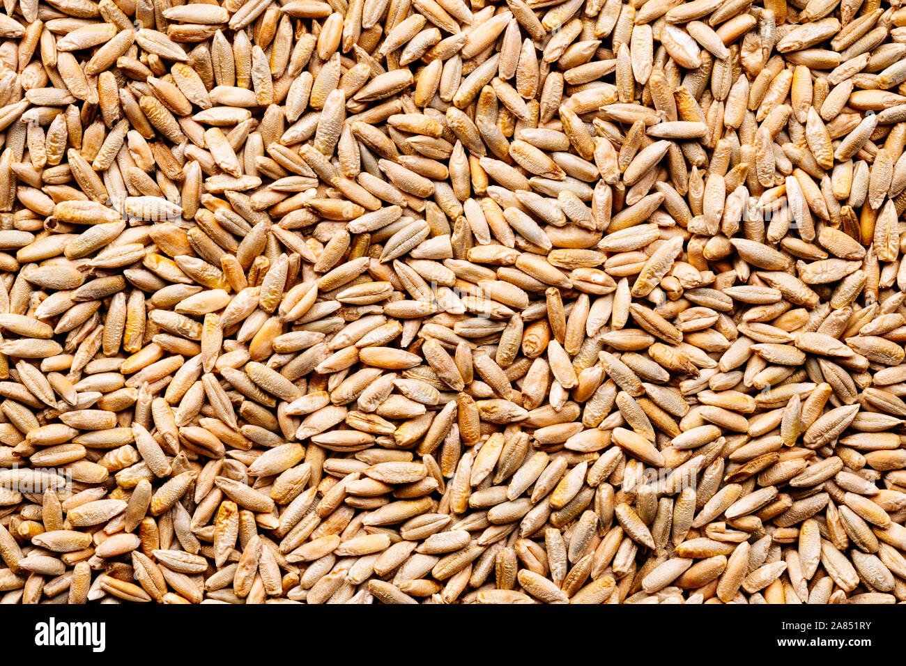 Uncooked Rye Close up texture pale barley hi-res stock photography and images - Alamy