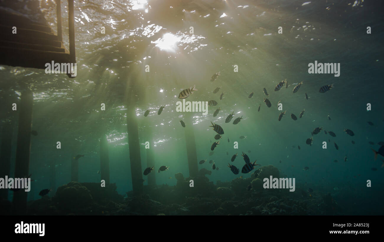 Underwaterpics hires stock photography and images Alamy