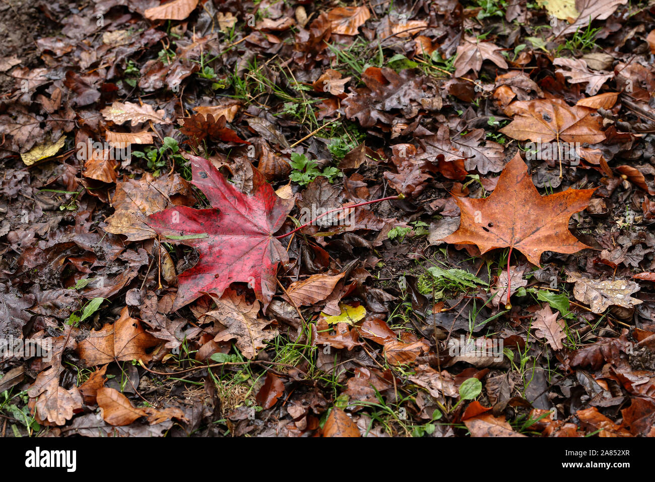 Seamless yellow maple leaf hi-res stock photography and images - Alamy