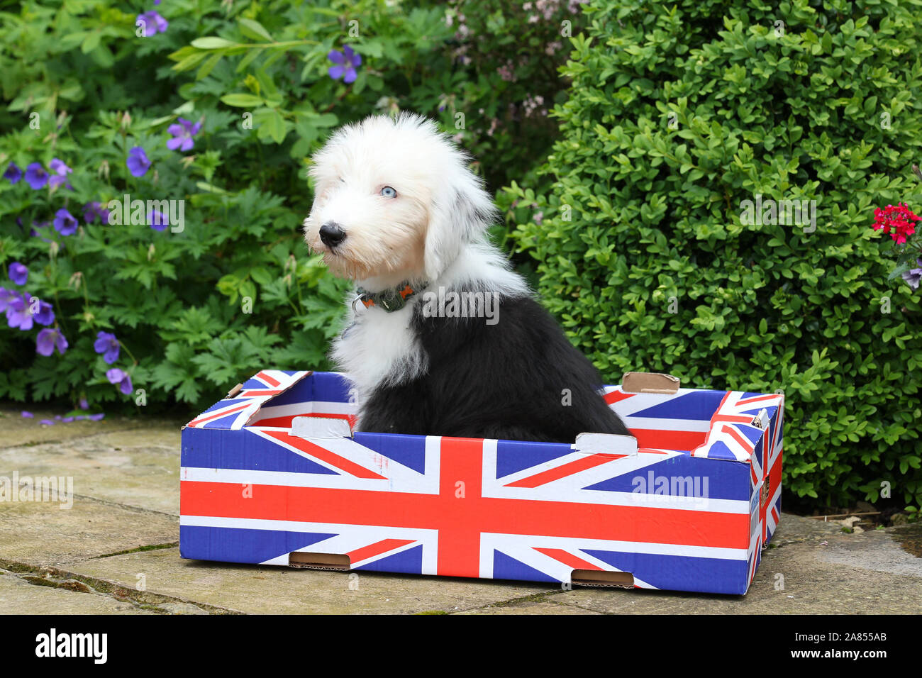 OLD ENGLISH SHEEPDOG Stock Photo Alamy