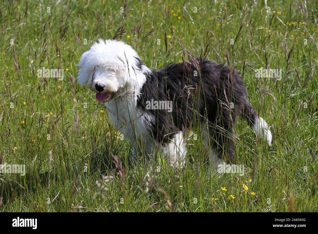 Old English Sheepdog Lying Down High Resolution Stock Photography and ...