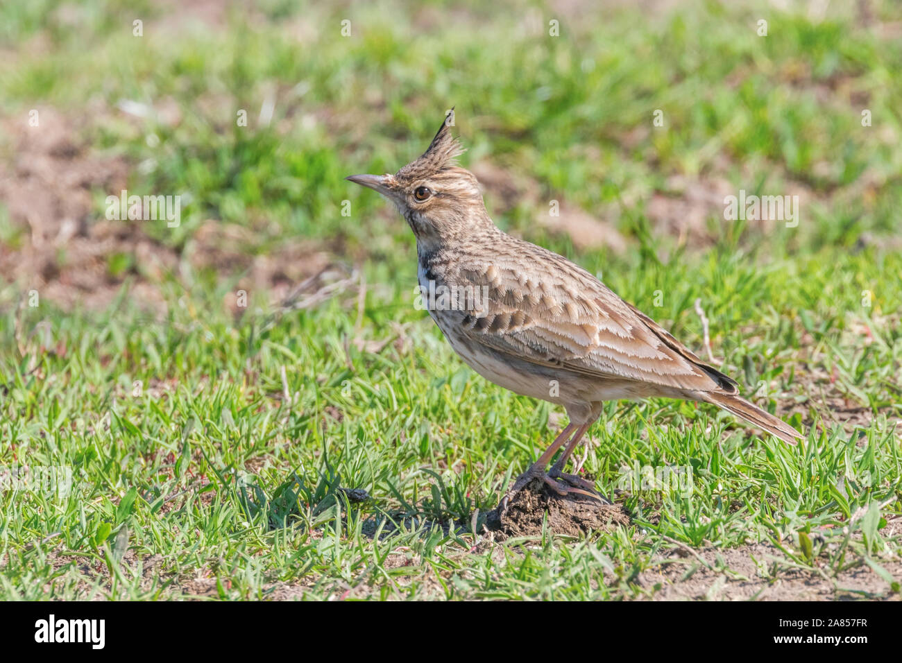 Crested lark on ground (Galerida cristata) Wildlife Close up Stock Photo