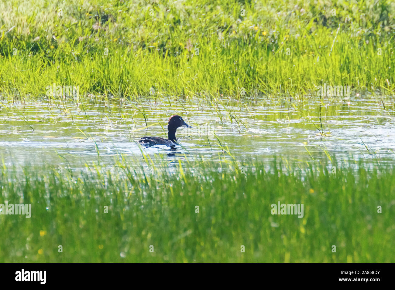 Ferruginous Duck in Natural Habitat (Aythya nyroca) Stock Photo