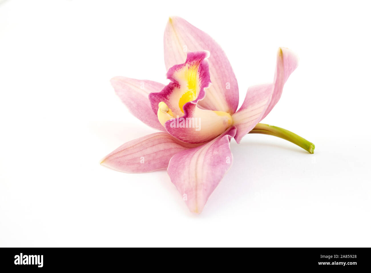 Beautiful pink orchid on white background Stock Photo - Alamy