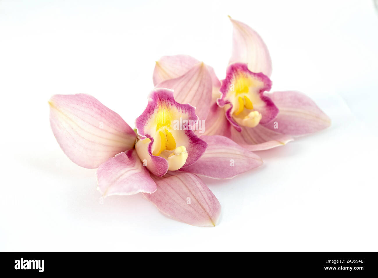 Beautiful pink orchid on white background Stock Photo - Alamy