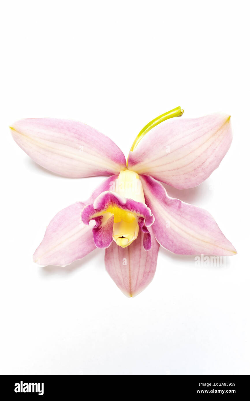 Beautiful pink orchid on white background Stock Photo - Alamy