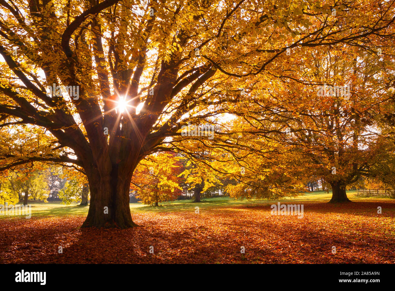 Barton-upon-Humber, North Lincolnshire, UK. 6th November 2019. UK Weather: Beech trees in Baysgarth Park on a sunny Autumn morning in November. Credit: LEE BEEL/Alamy Live News. Stock Photo