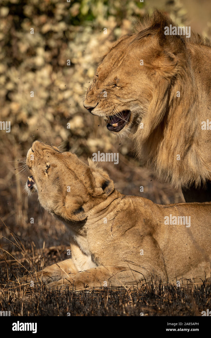 Close-up of mating lions roaring in grass Stock Photo - Alamy