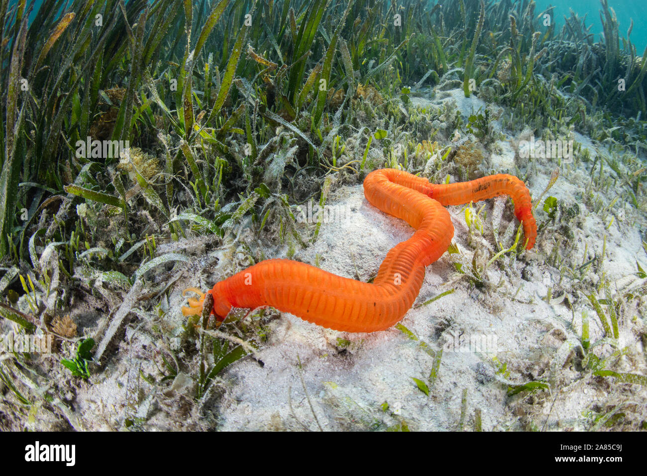 A bright orange sea cucumber, Synaptula sp., uses its feeding tentacles to search for organic debris on the seafloor of a seagrass meadow in Komodo. Stock Photo