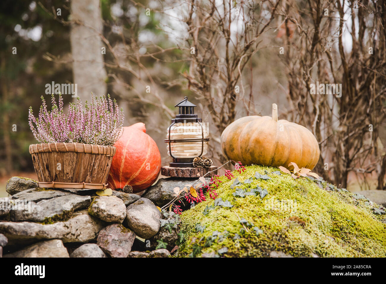 Seasonal home garden autumn decoration with heather flower in pine bark flower pot, pumpkins and lantern with candle illuminated. Stock Photo