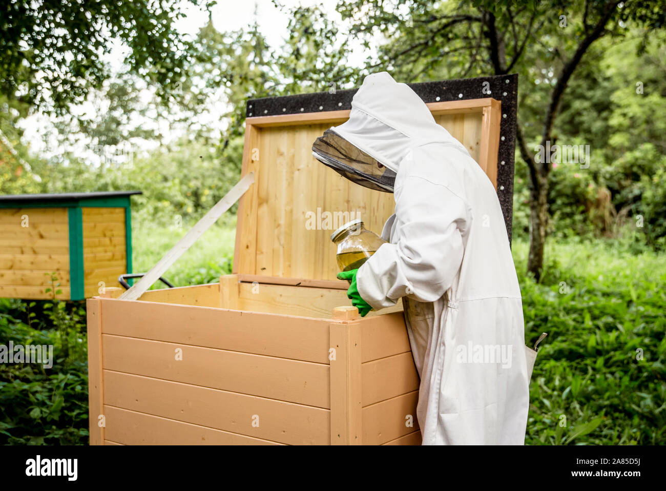 Preparing bees for winter, bee keeper feeding bees with jar of home ...