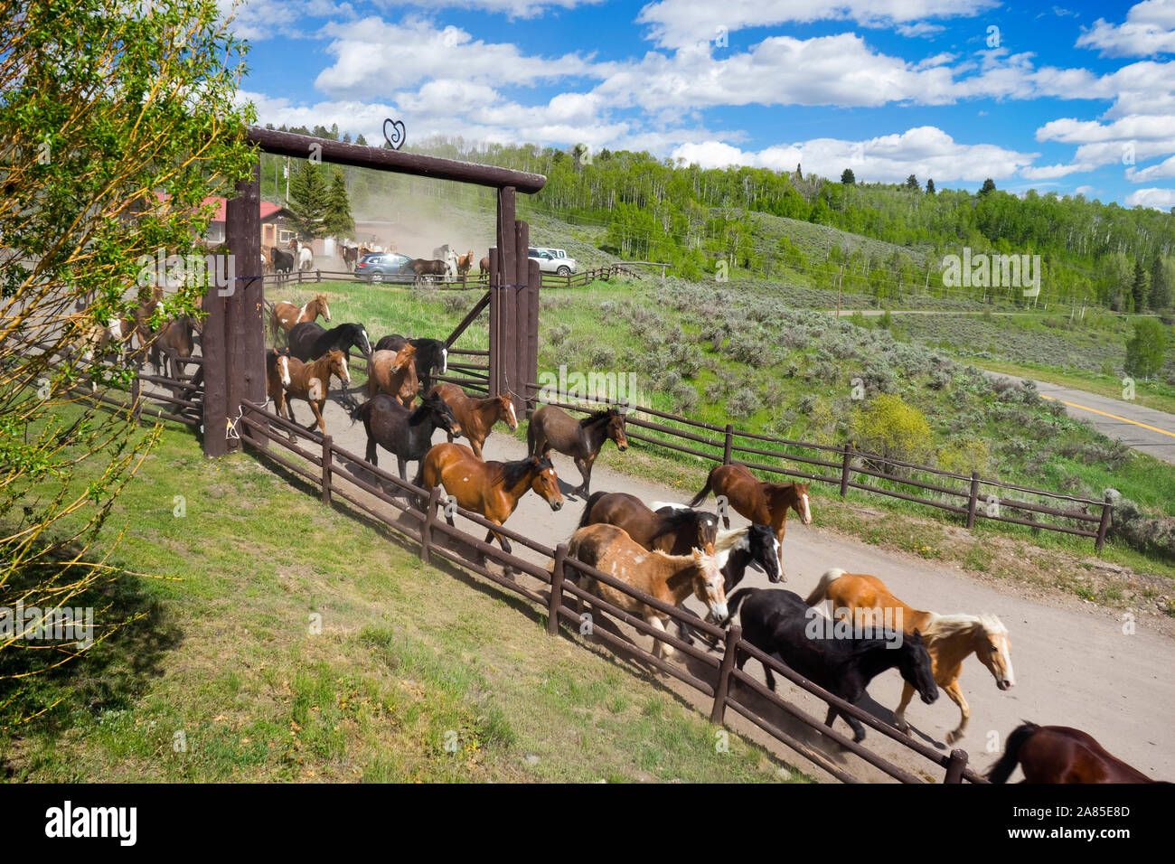 Horses herded out the front entrance of Heart Six Ranch Stock Photo