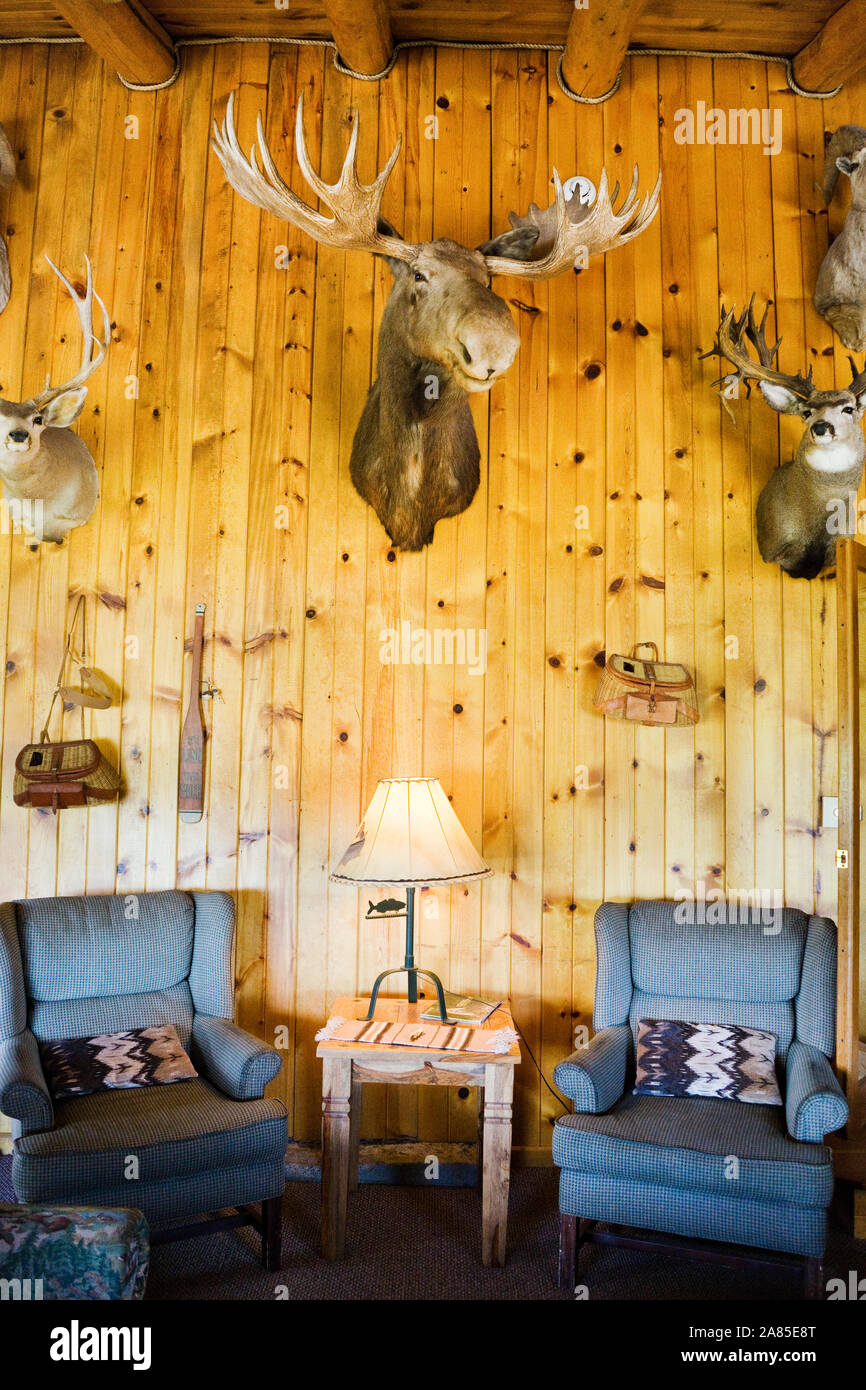 A moose head and deer heads mounted on a wall in a hunting lodge Stock Photo