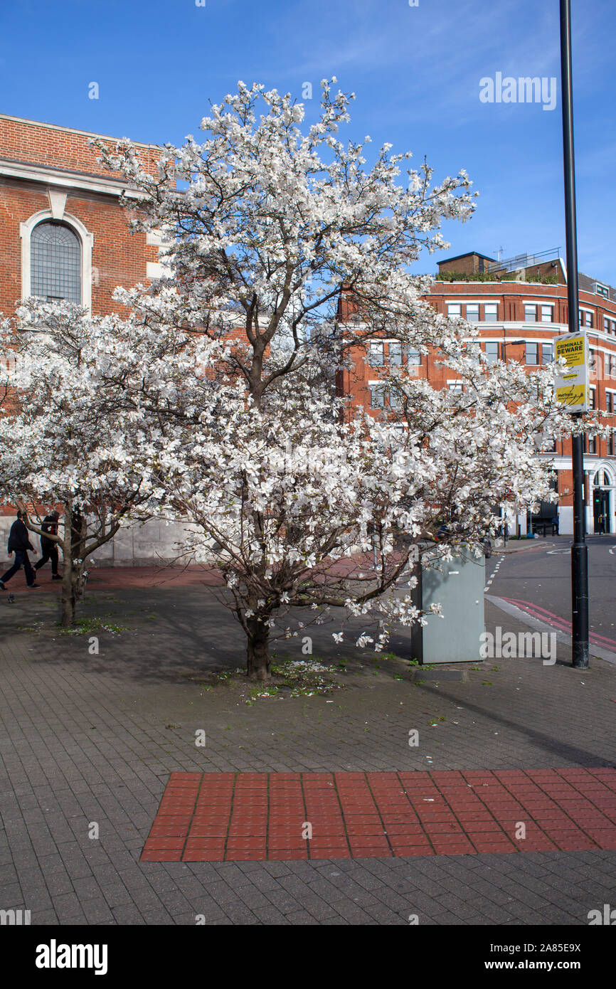 Magnolia x loebneri 'Merrill' used as a street tree near St George the Martyr Church, Borough, London SE1 Stock Photo
