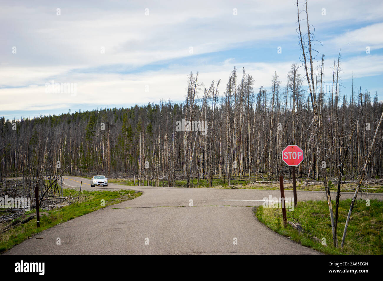 Tree forest burned by fires in Yellowstone National Park Stock Photo