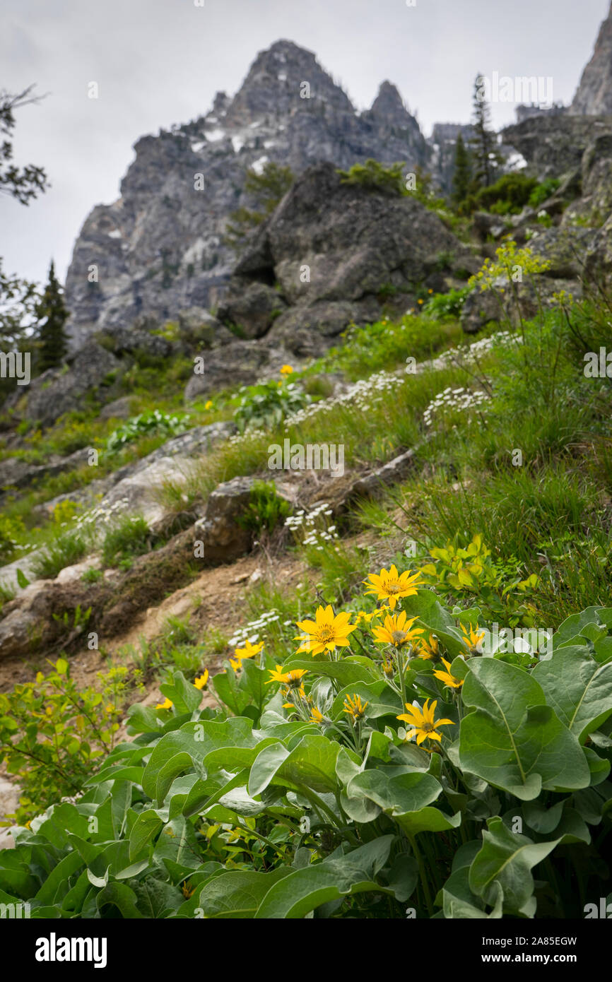 Yellow Arrowleaf Balsamroot wildflowers on the side of a mountain Stock Photo