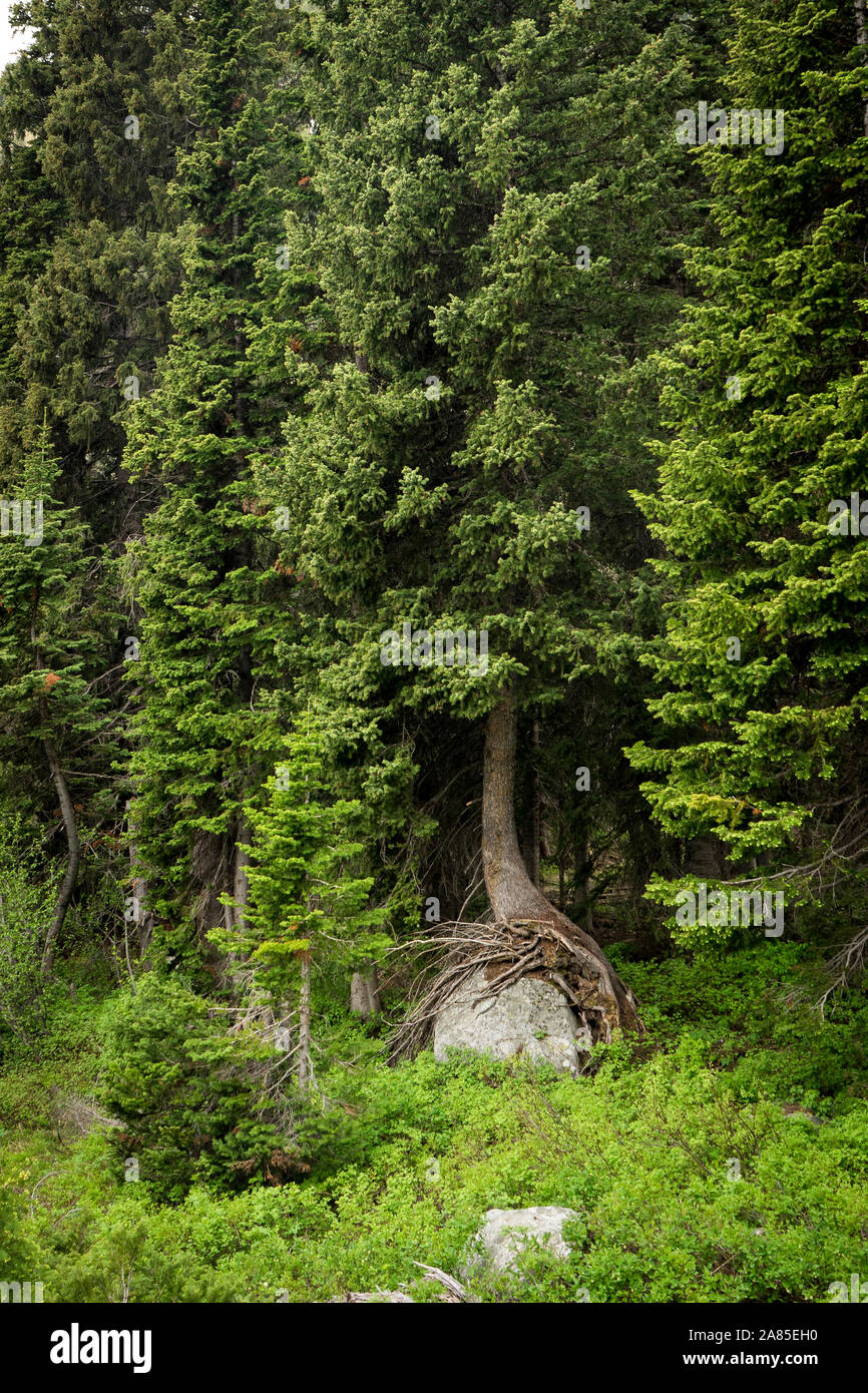 Tree Roots Hugging Rocks An evergreen trees roots hugs a large rock in the forest Stock Photo ...