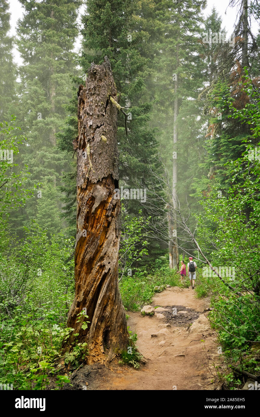 A tree stump and a couple hiking on Cascade Canyon Trail Stock Photo