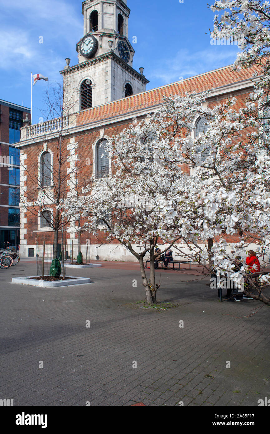 Magnolia x loebneri 'Merrill' used as a street tree near St George the Martyr Church, Borough, London SE1 Stock Photo