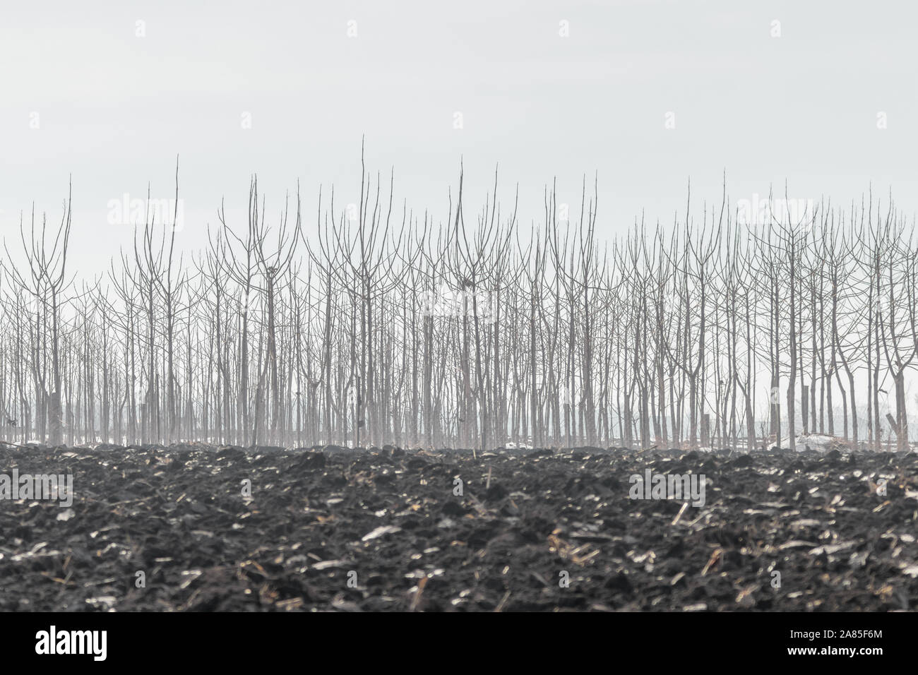 Balsam poplar trees hi-res stock photography and images - Alamy