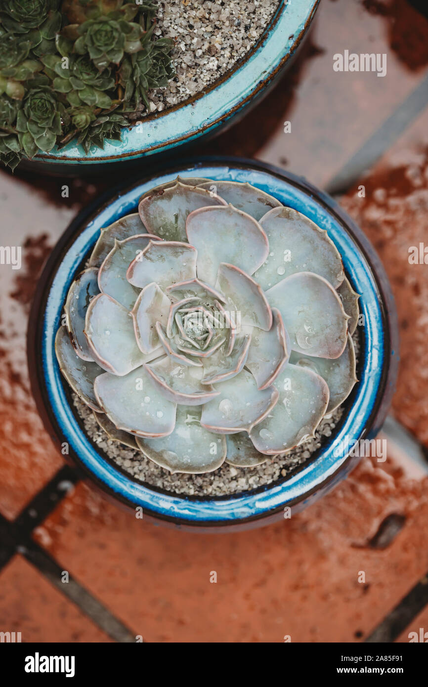 View from above of succulent in pot against terracotta tile background Stock Photo