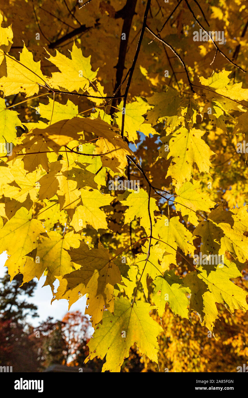 Yellow leaves glowing in the morning sun. Stock Photo