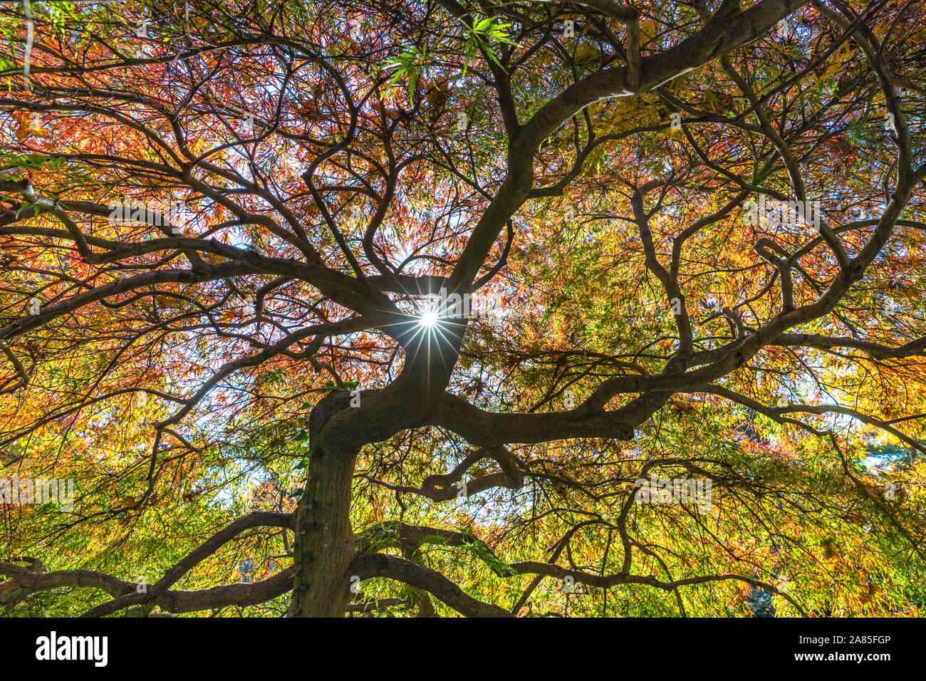 Sunlight shining through tree branches. Stock Photo