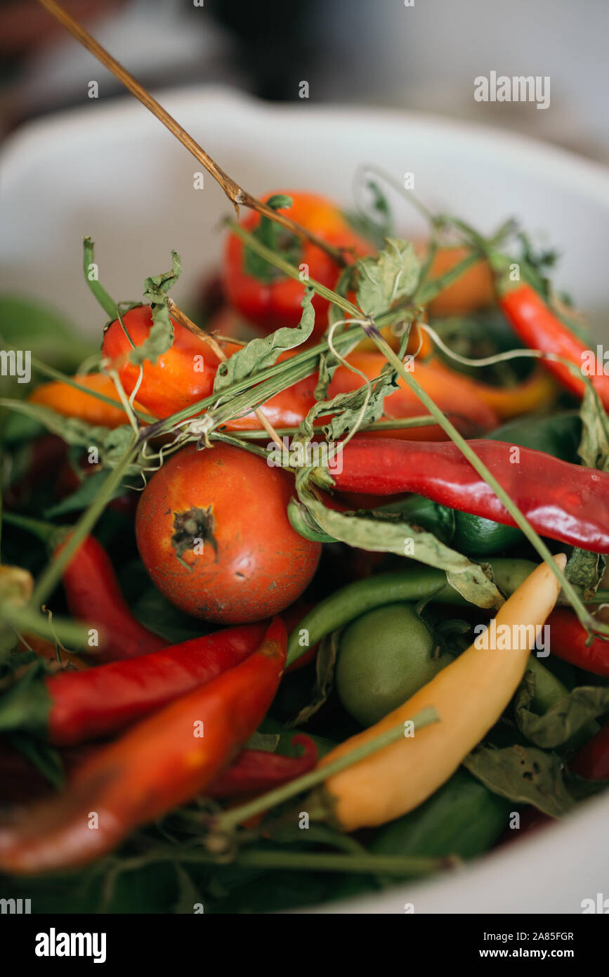 Organic homegrown colorful pepper Stock Photo