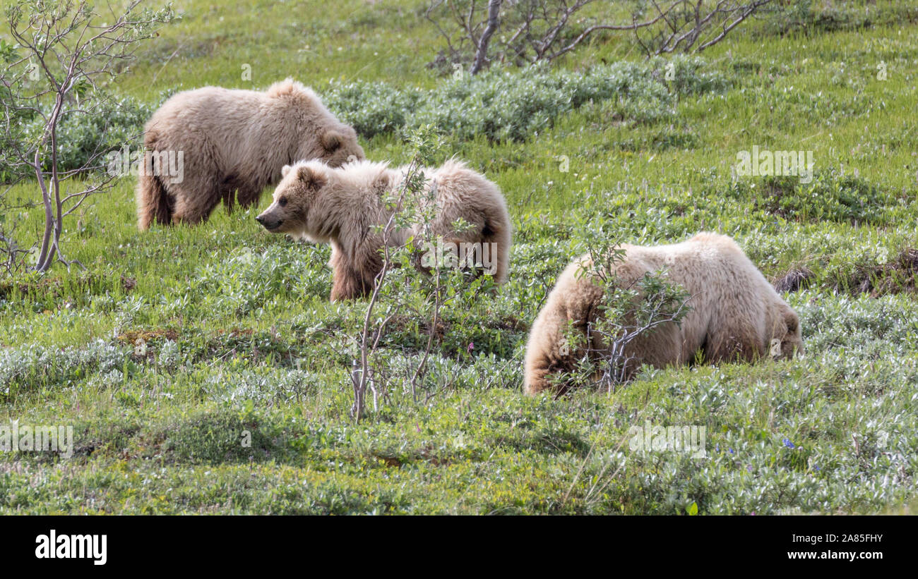 Wild grizzly bear in Denali National Park (Alaska Stock Photo Alamy