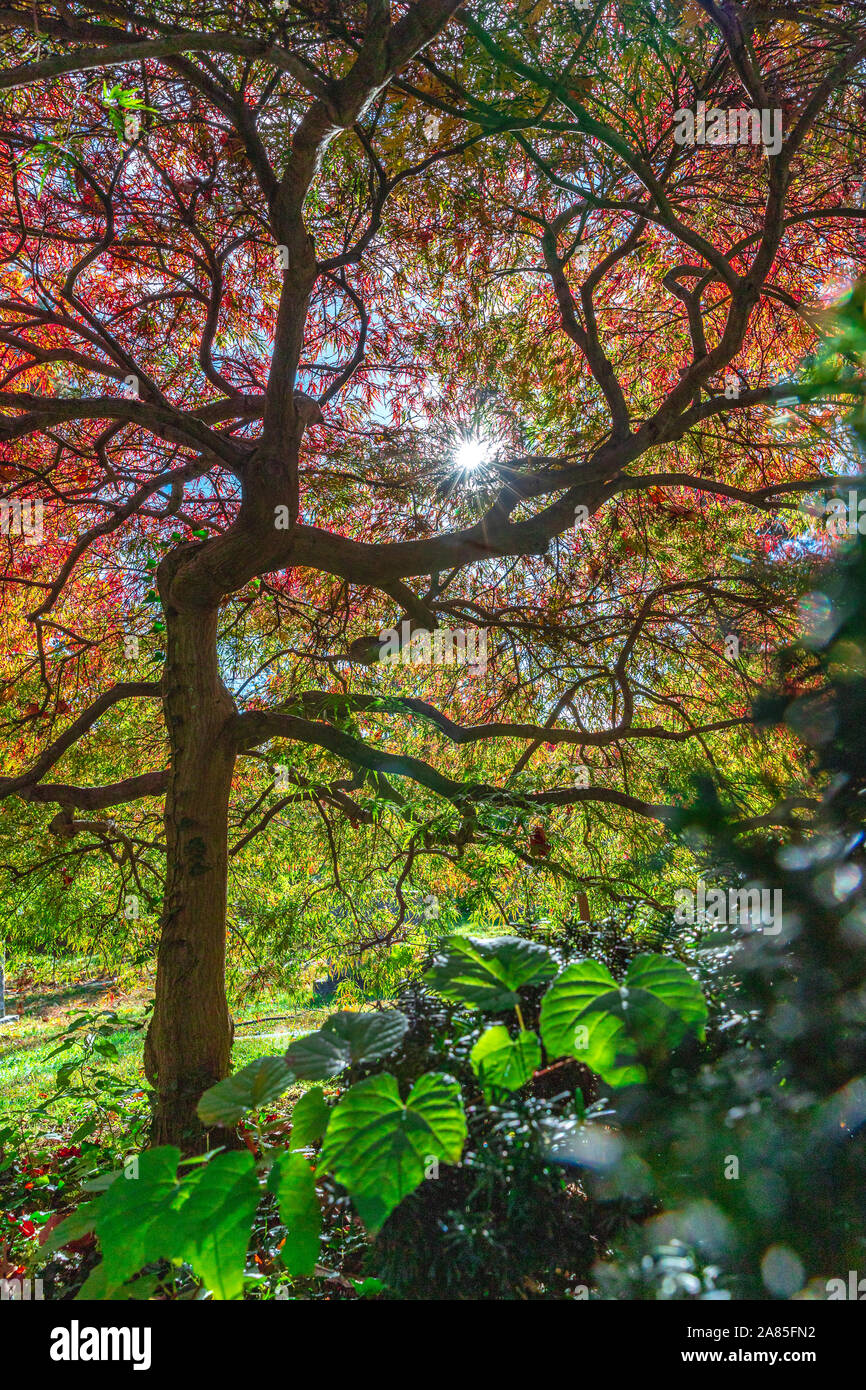 Sun shining through a colorful Japanese Maple Tree. Stock Photo