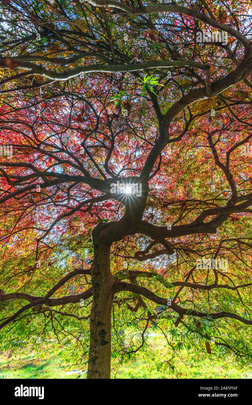 Sun shining through tree branches of a colorful Japanese Maple. Stock Photo