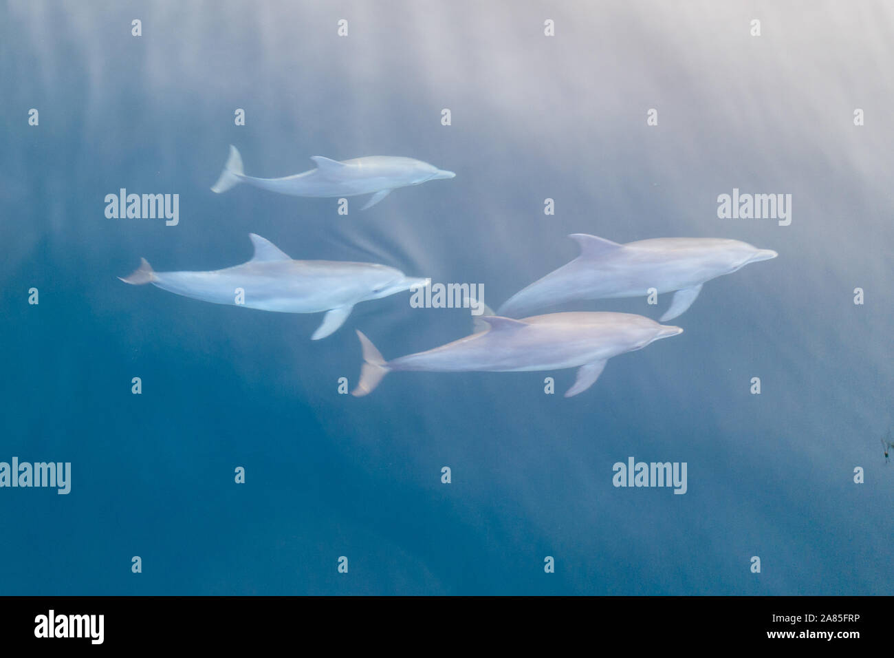 Spinner dolphins, Stenella longirostris, swim in the blue waters of Komodo National Park, Indonesia. Stock Photo