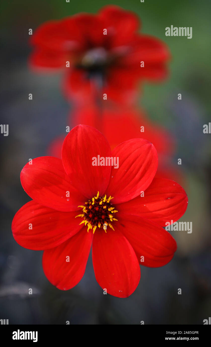 Dahlia flower 'Mystic Enchantment' Stock Photo