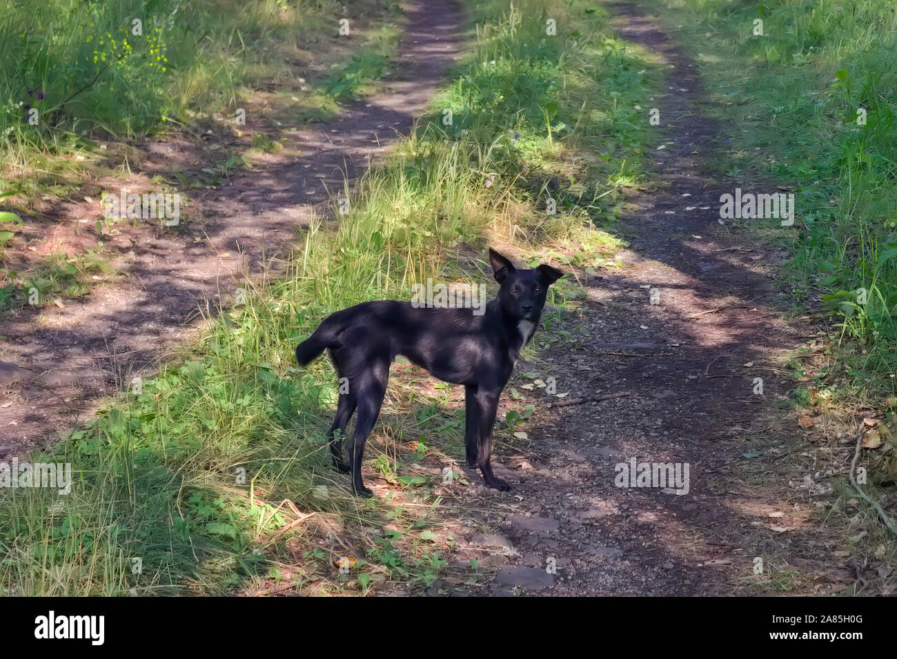 Mongrel puppy of black suit for a walk in the forest. Mongrel dog going for a walk. Stock Photo