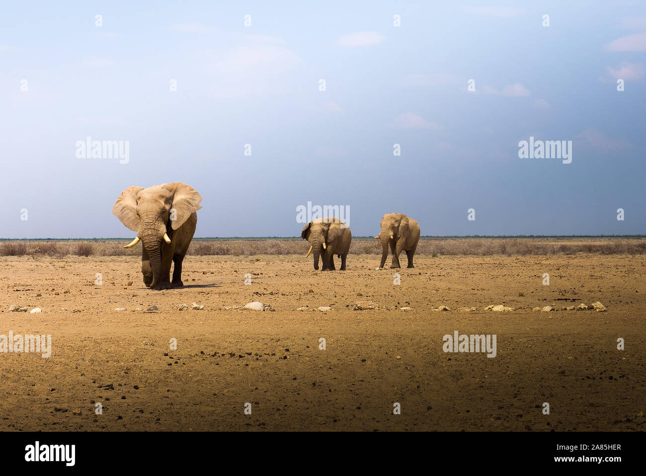 African elephants walk across the savannah of Etosha National Park, Namibia Stock Photo