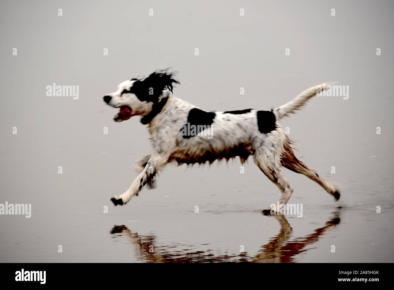 Dog spaniel running on beach Stock Photo