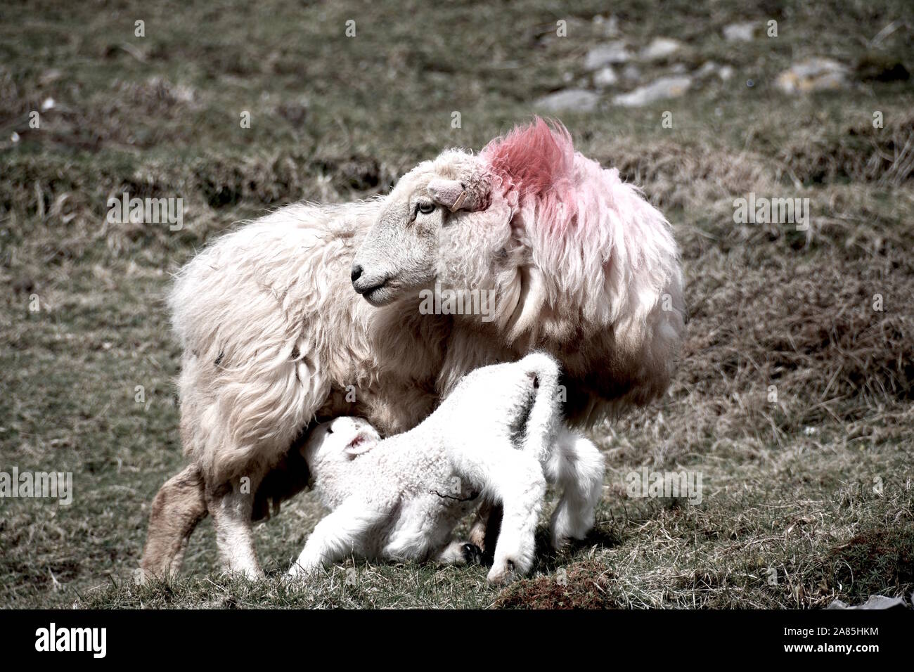 Sheep and lamb Wales Stock Photo