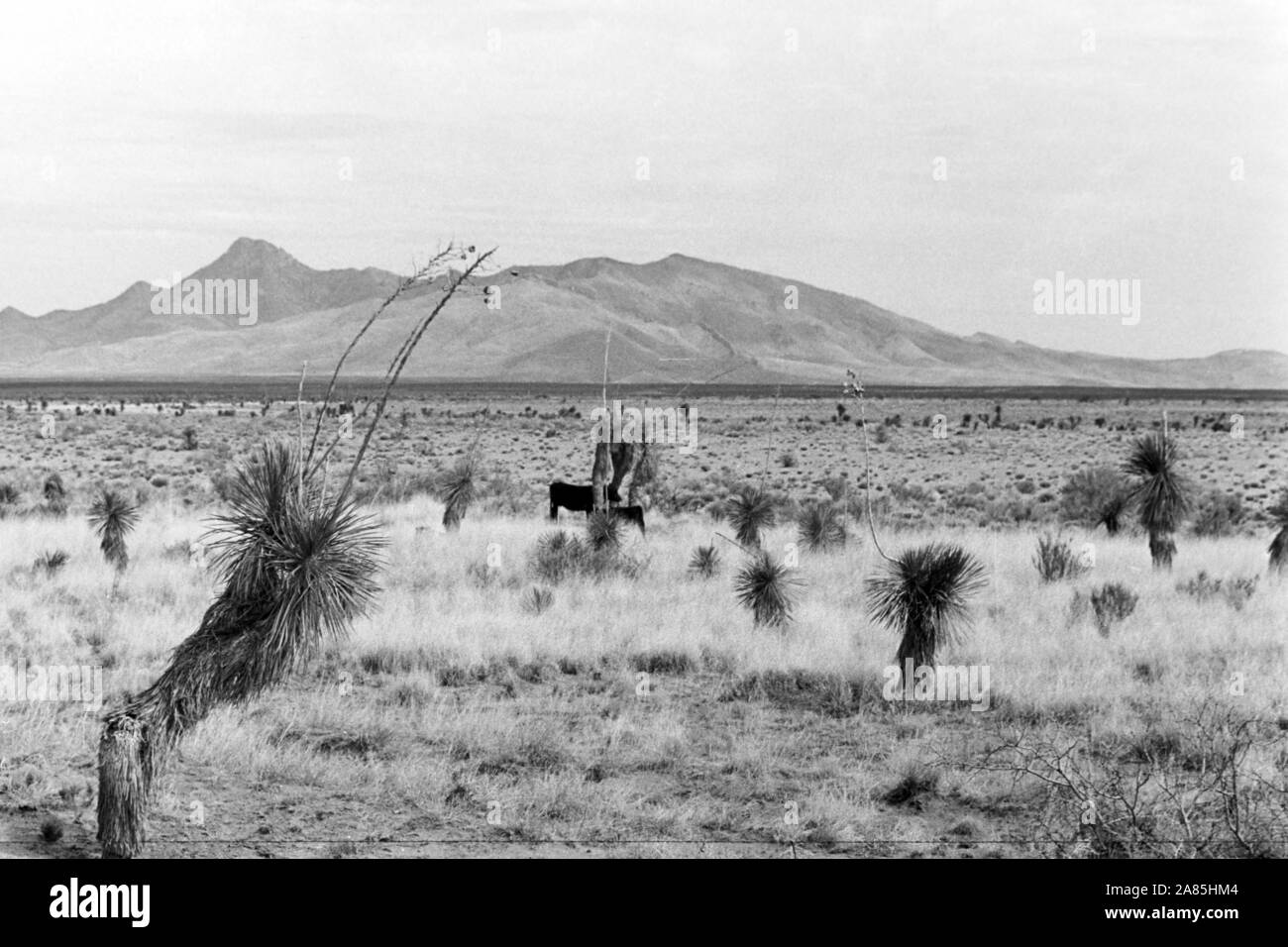 Reise durch Mexiko, 1960er. Travelling through Mexico, 1960s. Stock Photo