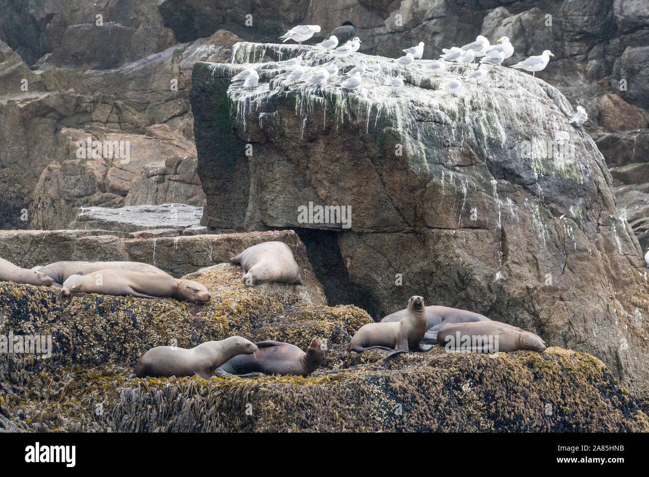 Wild sea lions laying on the rocks in Kenai Fjords National Park in Alaska Stock Photo Alamy