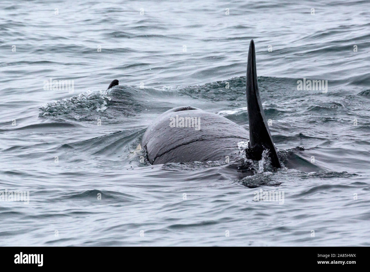 Wild orcas swimming in the waters of Kenai Fjords National Park in