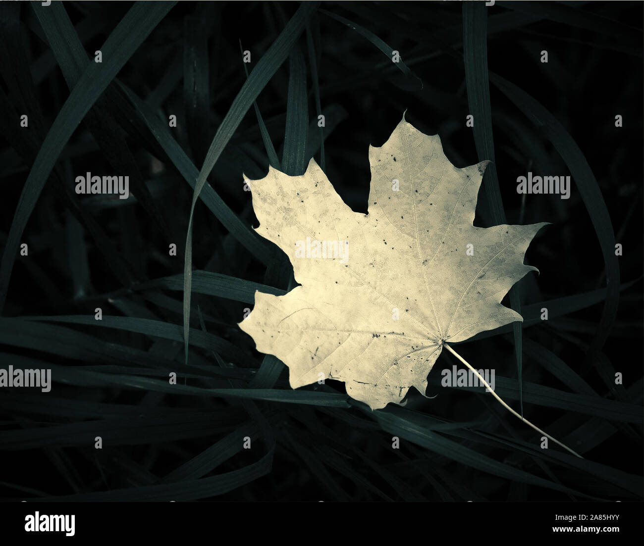 yellow maple leaf on grass Stock Photo