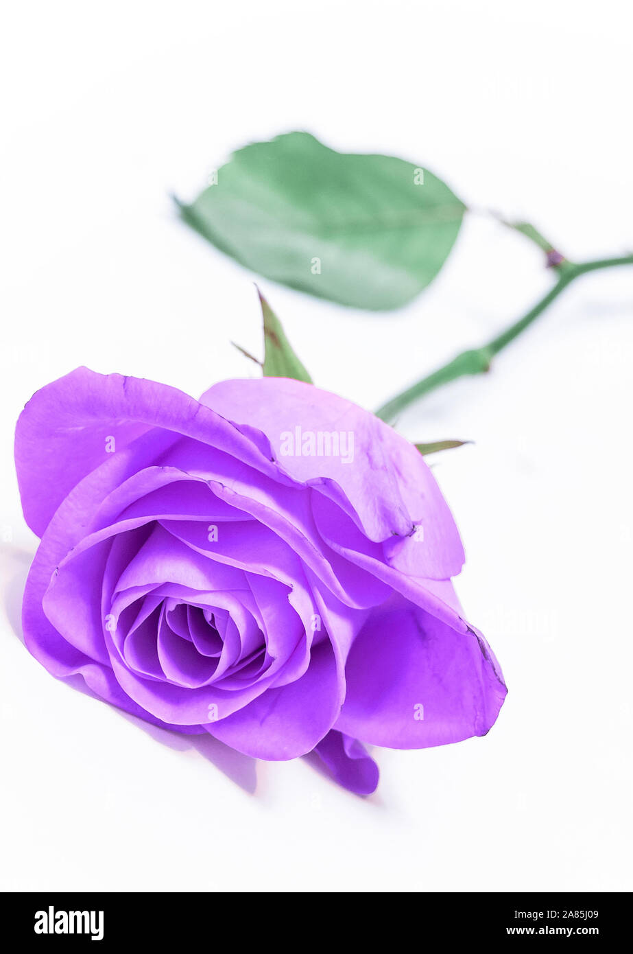 lone violet rose; on white Stock Photo