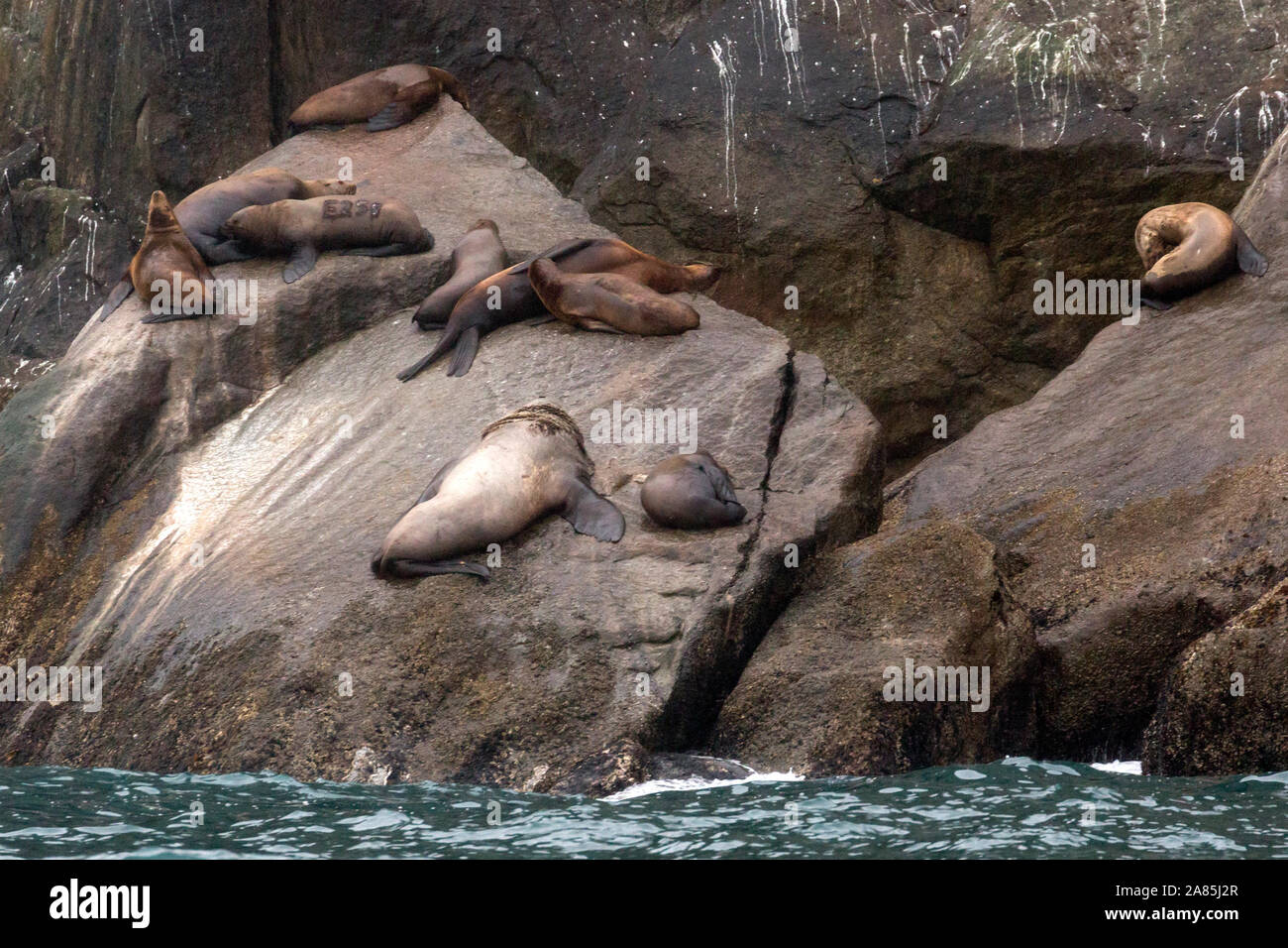 Wild sea lions laying on the rocks in Kenai Fjords National Park in Alaska Stock Photo Alamy