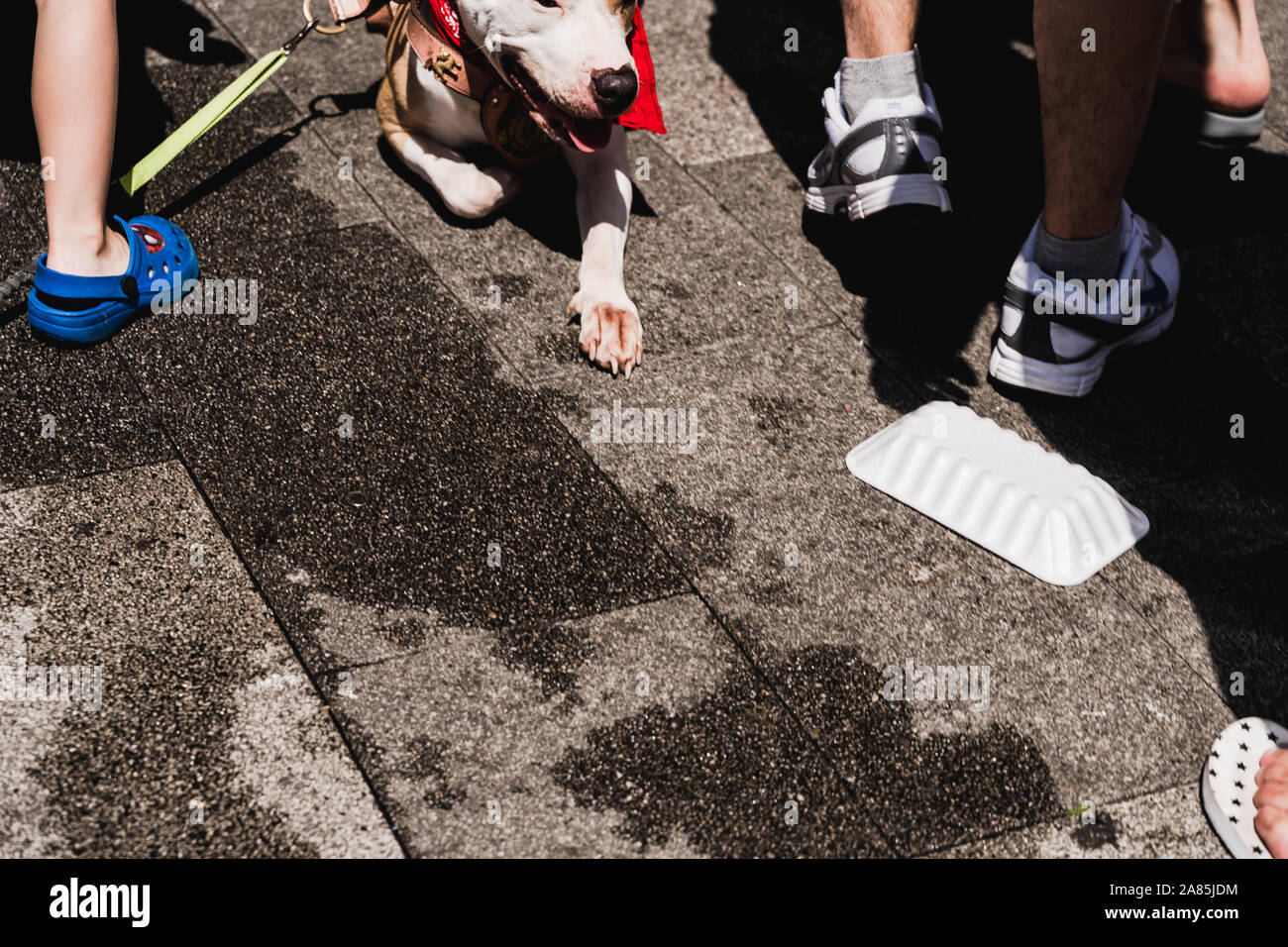 Pitt bull staffy dog pavement sunshine summer Stock Photo