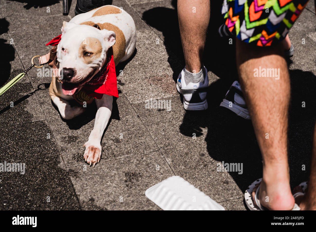 Pitt bull staffy dog pavement sunshine summer Stock Photo